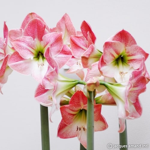 Hippeastrum 'Appleblossom'