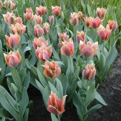 Tulip 'Artist'