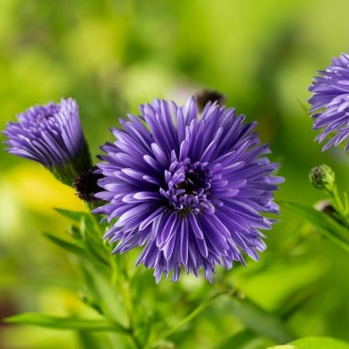 Aster novi-belgii 'Marie Ballard'