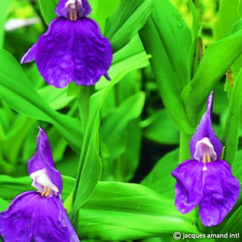 Roscoea auriculata (Eared Roscoea) Tubers