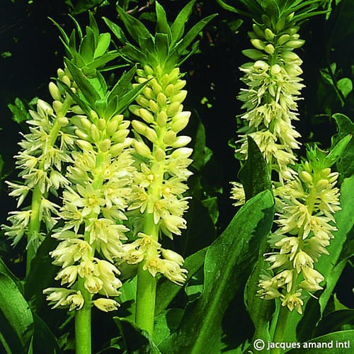 Eucomis autumnalis 'White'