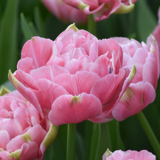 Tulip 'Aveyron' Bulbs