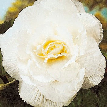 Begonia 'Double White'