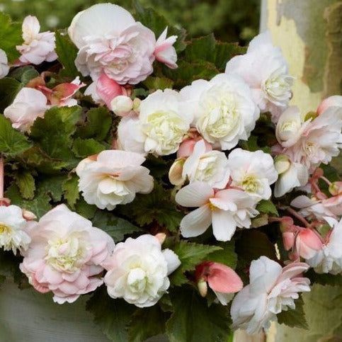 Begonia odorata 'Angelique'