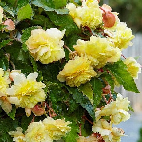 Begonia odorata 'Sunny Dream'