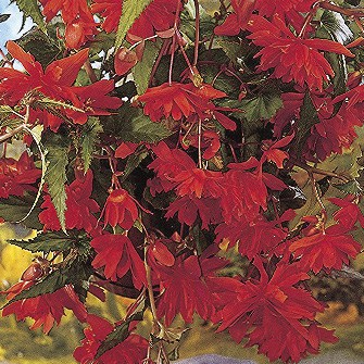 Begonia 'Pendula Orange'