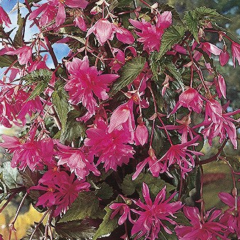 Begonia 'Pendula Pink' Bulbs
