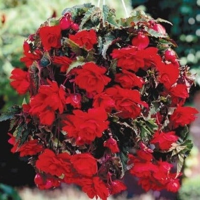 Begonia 'Pendula Red' Bulbs