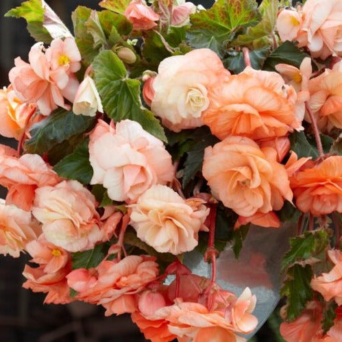 Begonia 'Splendide Apricot'