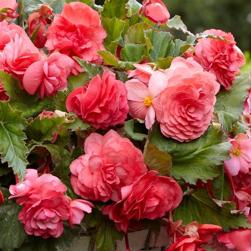Begonia odorata 'Pink Delight'