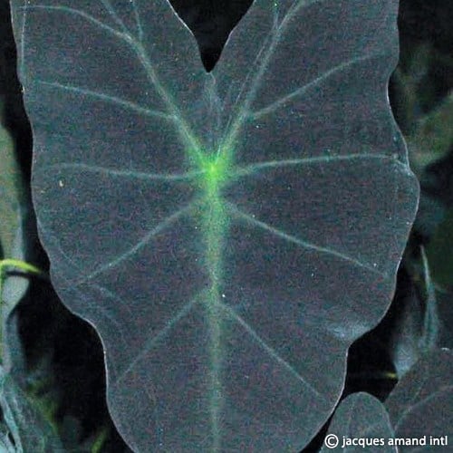 Colocasia esculenta 'Black Magic'