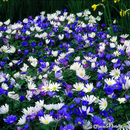 Anemone blanda