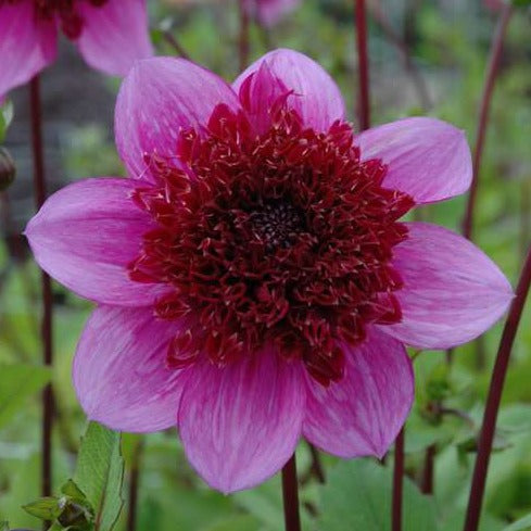 Dahlia 'Blue Bayou'