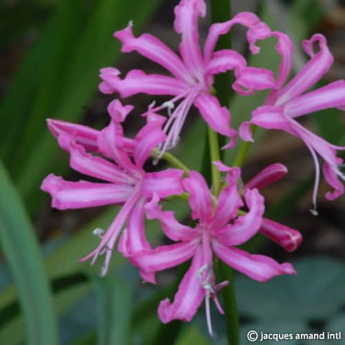 Nerine bowdenii 'Isabel'
