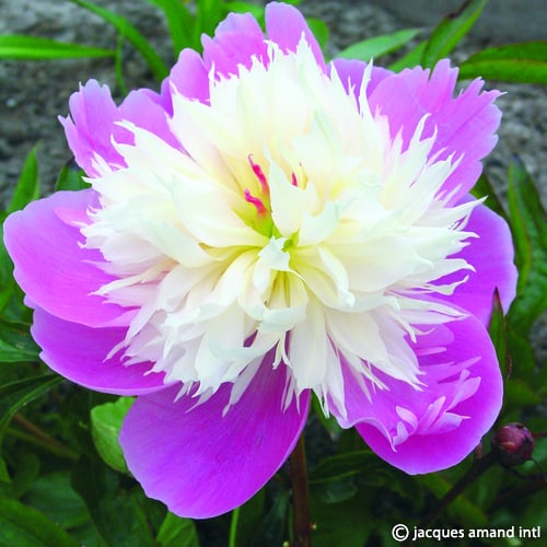 Paeonia lactiflora 'Bowl of Beauty'