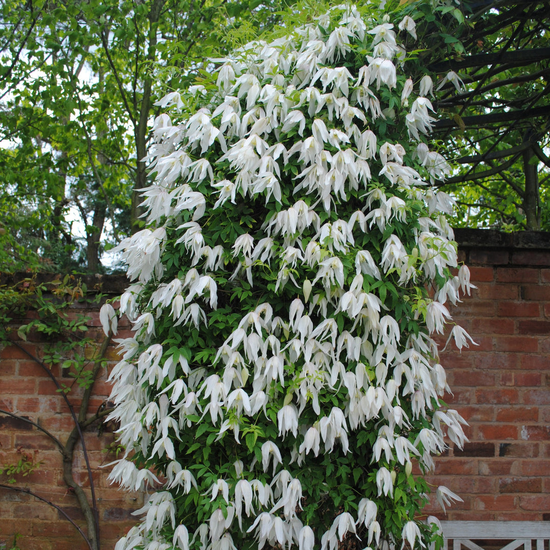 Bride white flowers