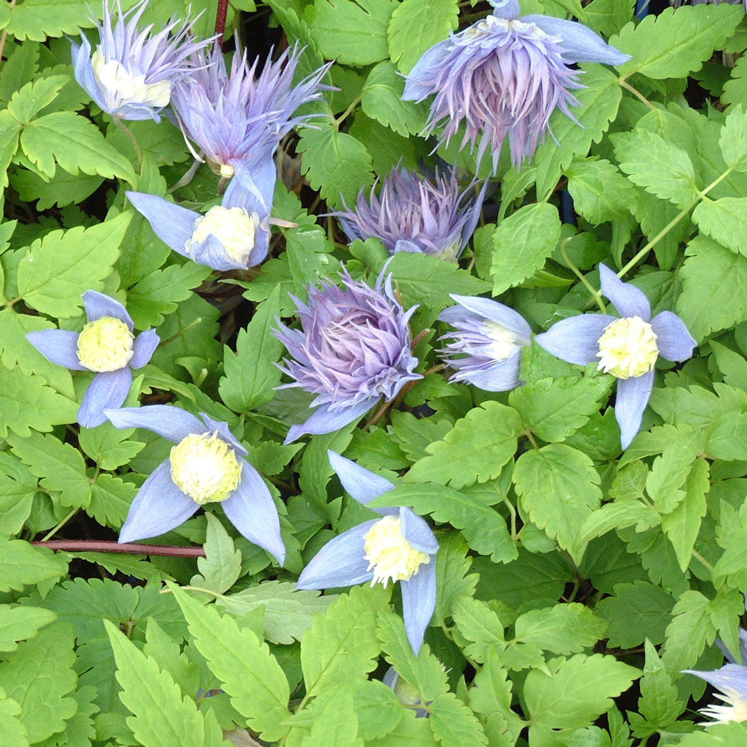 Clematis alpina 'Ocean Pearl'