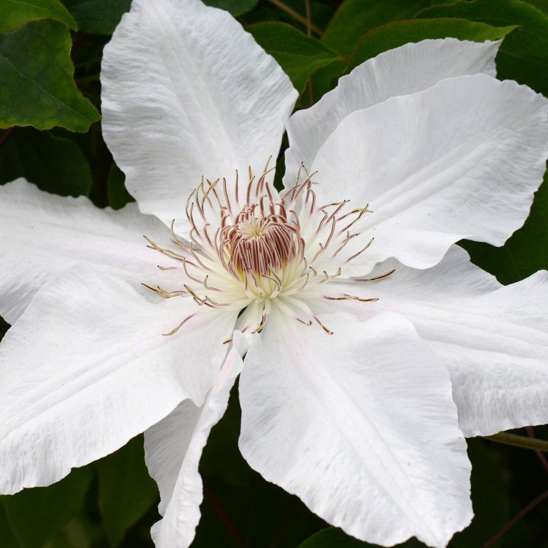 Hyde Hall flower white with yellow and pink stamens