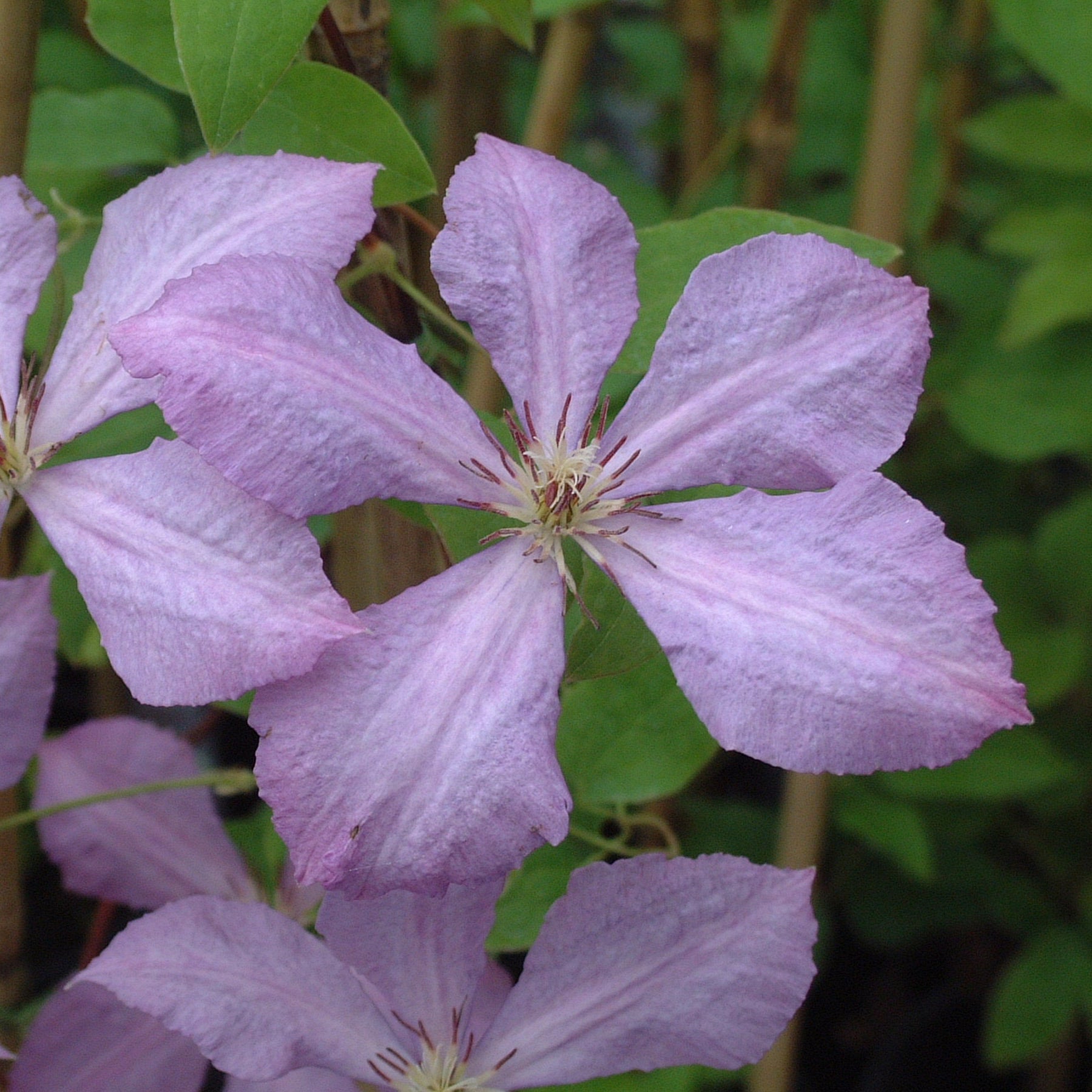 Clematis Margaret Hunt Garden Wildlife clematis-margaret-hunt-garden-wildlife