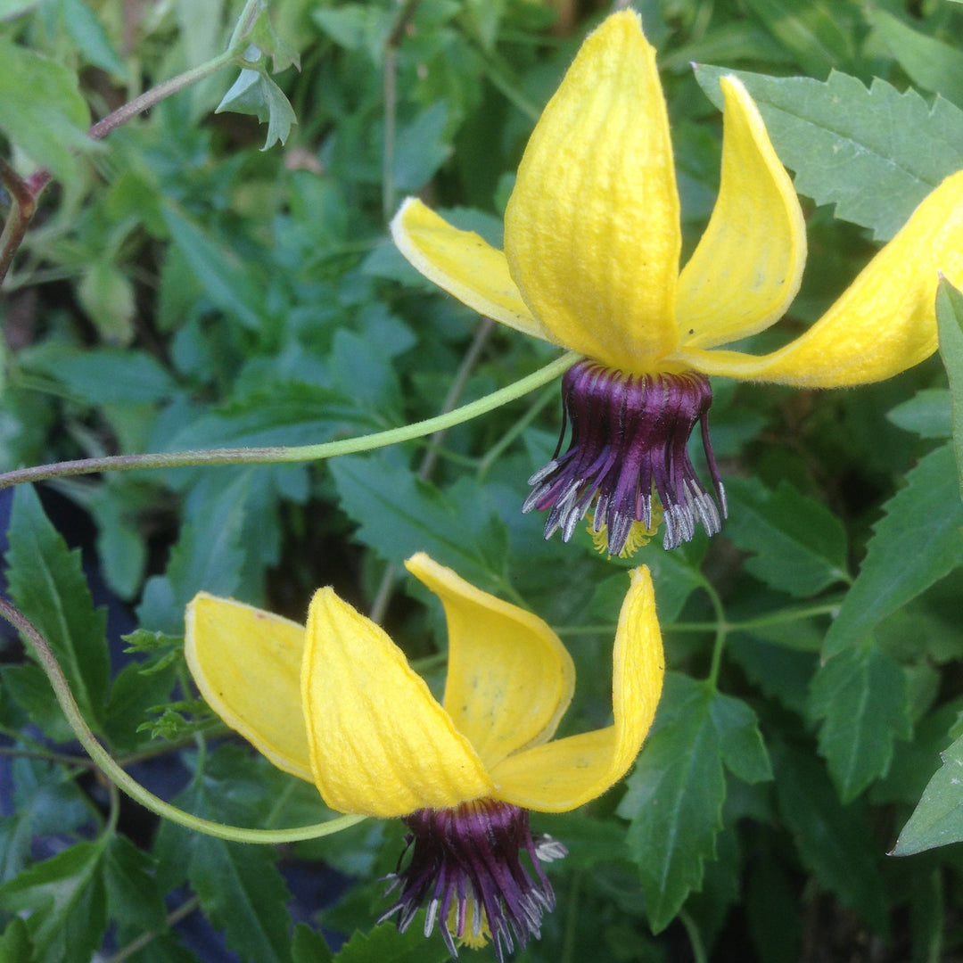 Golden Tiara hanging yellow flowers with dark purple stamens.