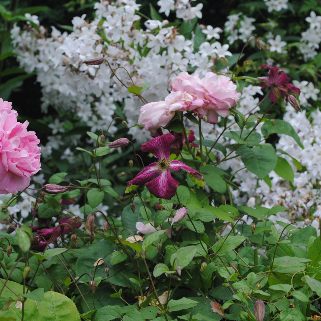 Viticella Kermesina light pink and purple flowers