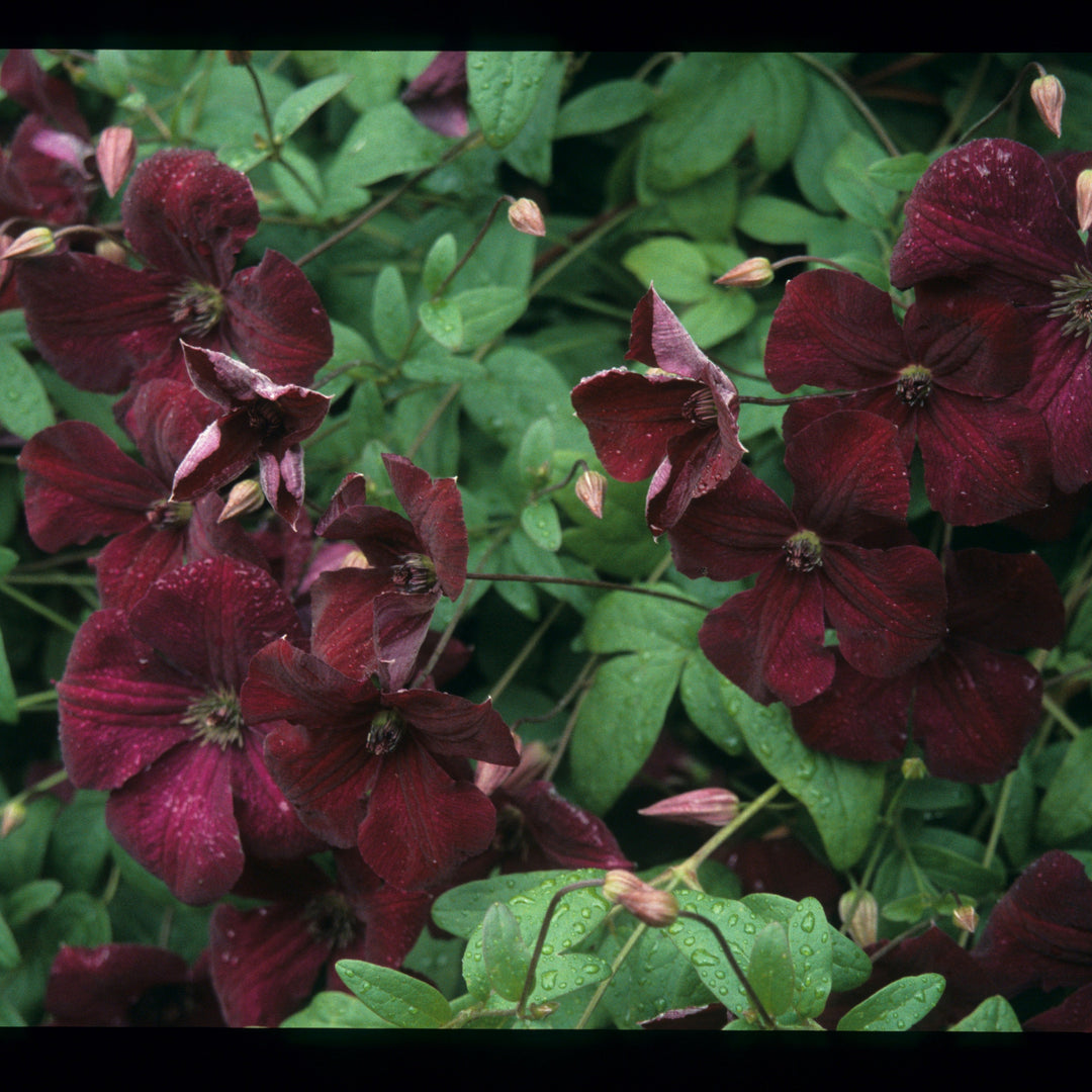CLEMATIS_VITICELLA_ROYAL_VALOUR Dark red flowers
