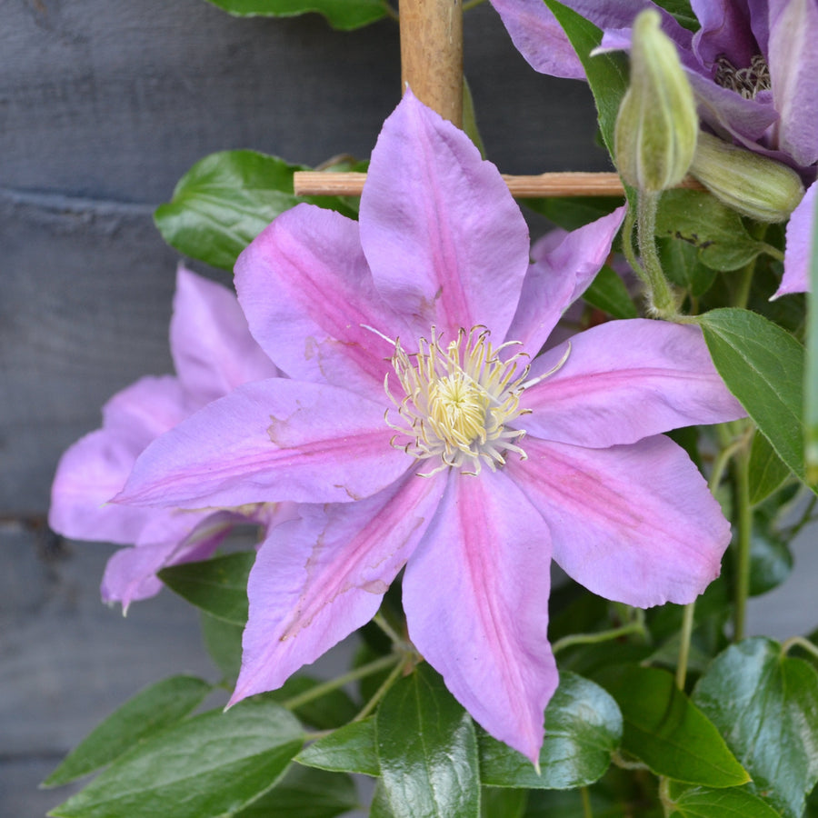 CLEMATIS_VOLUNTEER_FLOWER purple flower with pink highlights