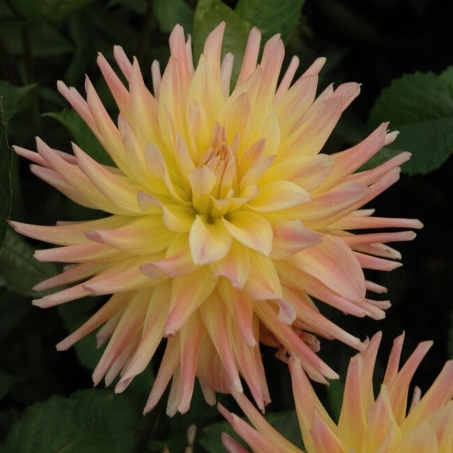 Dahlia 'Cabana Banana'
