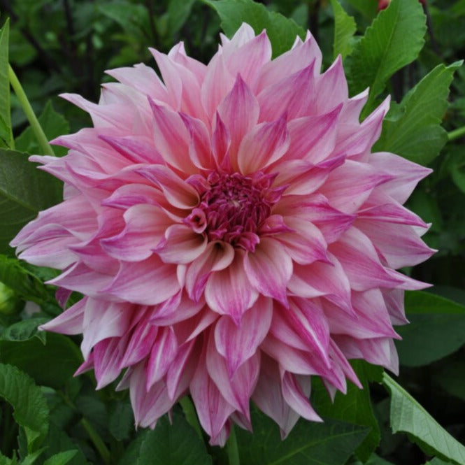 Dahlia 'Cafe au Lait Royal'