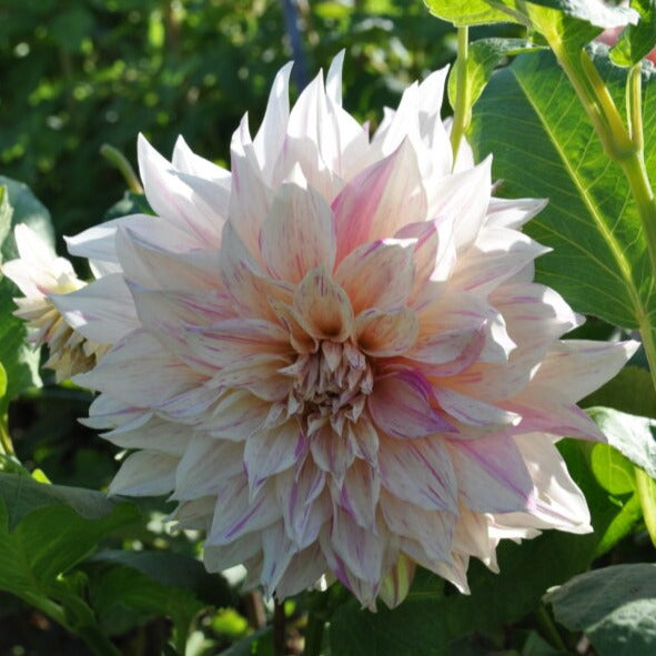 Dahlia 'Cafe au Lait Twist'