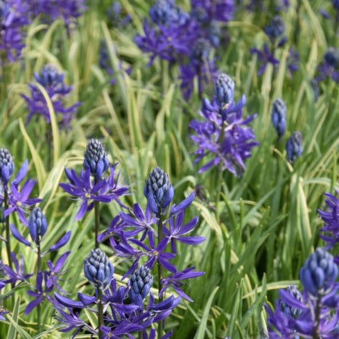 Camassia quamash 'Blue Melody'