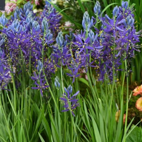 Camassia quamash