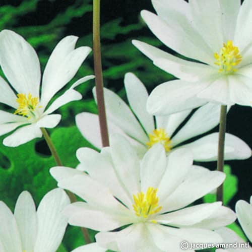 Sanguinaria canadensis