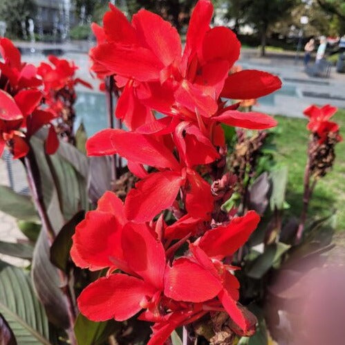 Canna 'Crimson Beauty'