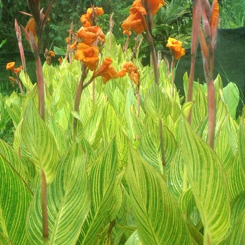 Canna 'Striata' Bulbs