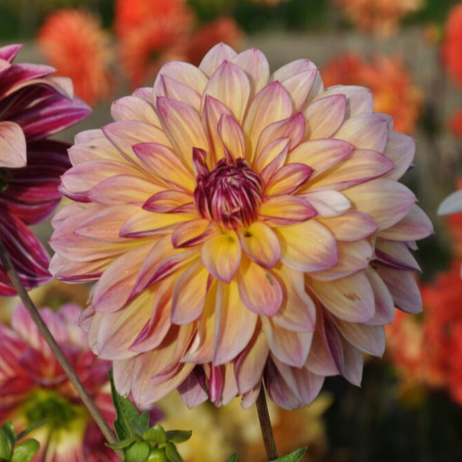 Dahlia 'Caribbean Fantasy'