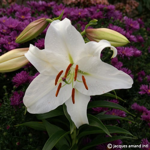 white lily online Lilium 'Casa Blanca' Fragrant White Lily Bulbs