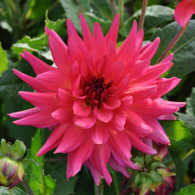 Dahlia 'Cherry Cake'