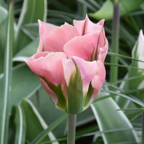Tulip 'China Town' Bulbs