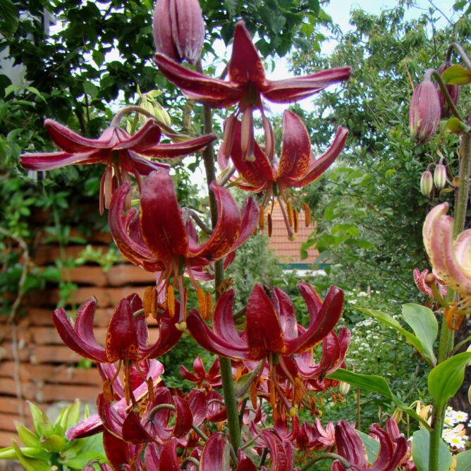 Lilium martagon 'Claude Shride'