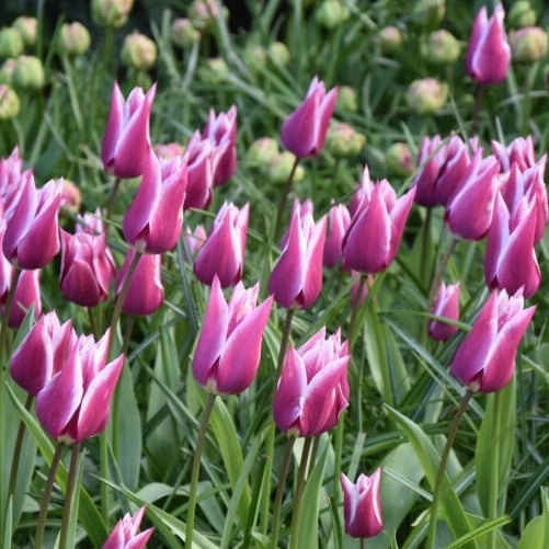 claudia plant Tulipa 'Claudia' Bulbs
