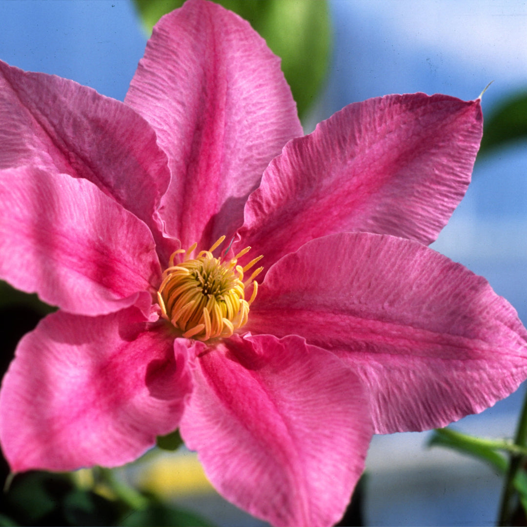 Clematis 'Abilene' (Evipo027)
