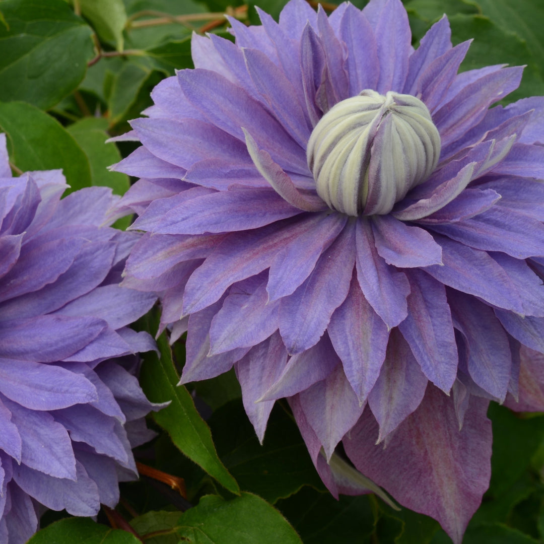 Clematis 'Diamantina' (Evipo039)