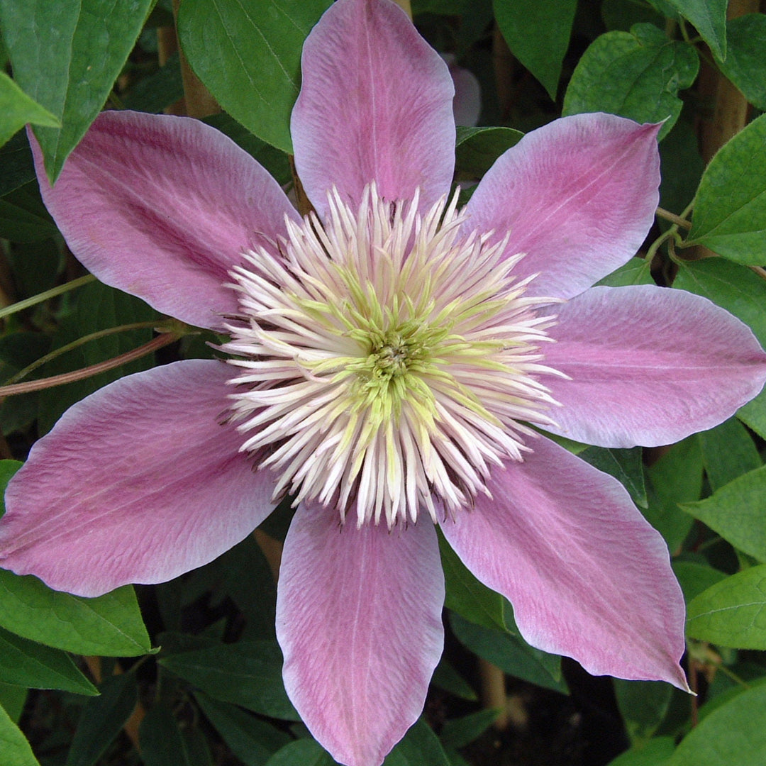 Clematis 'Empress' (Evipo011)