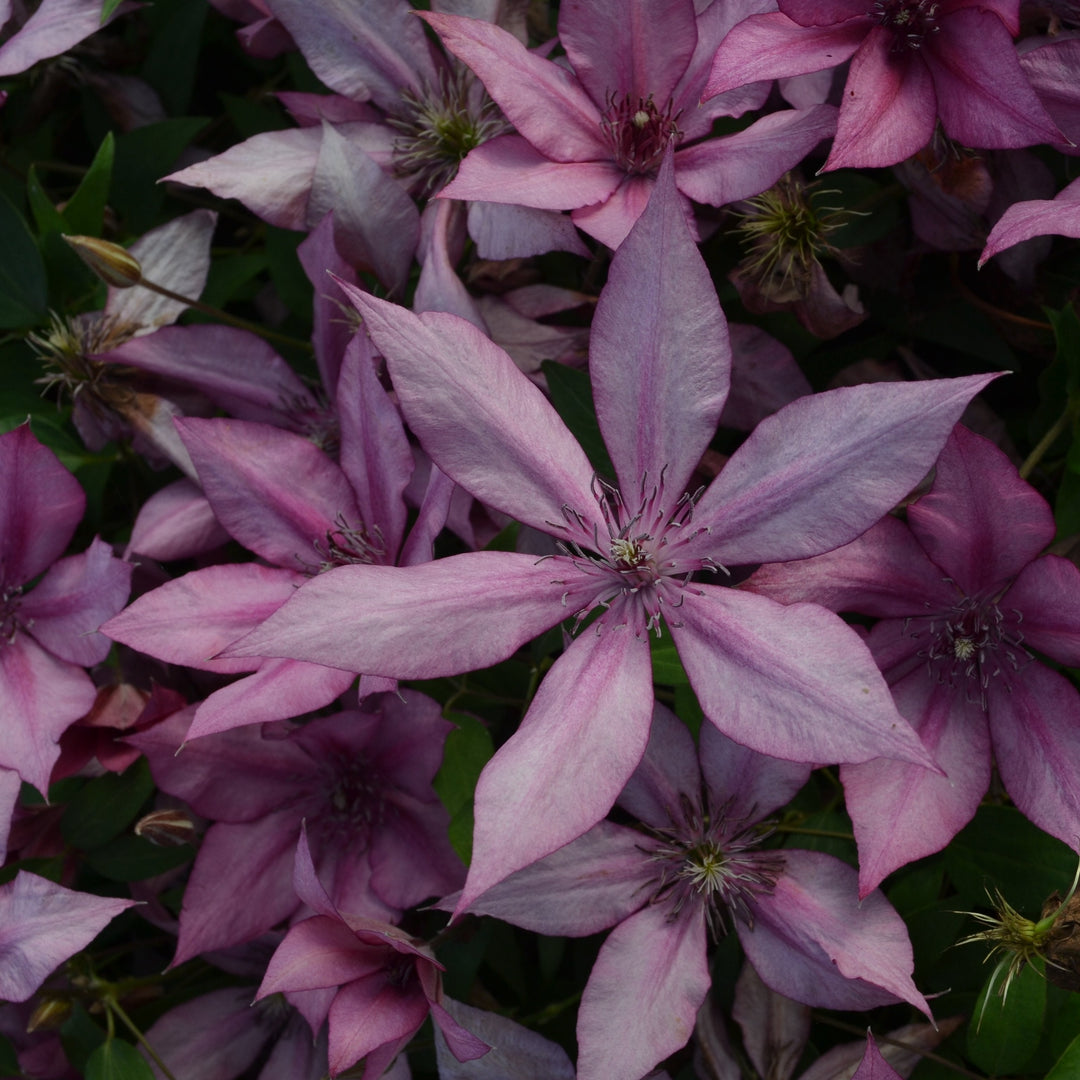 Clematis 'Giselle' (Evipo051)
