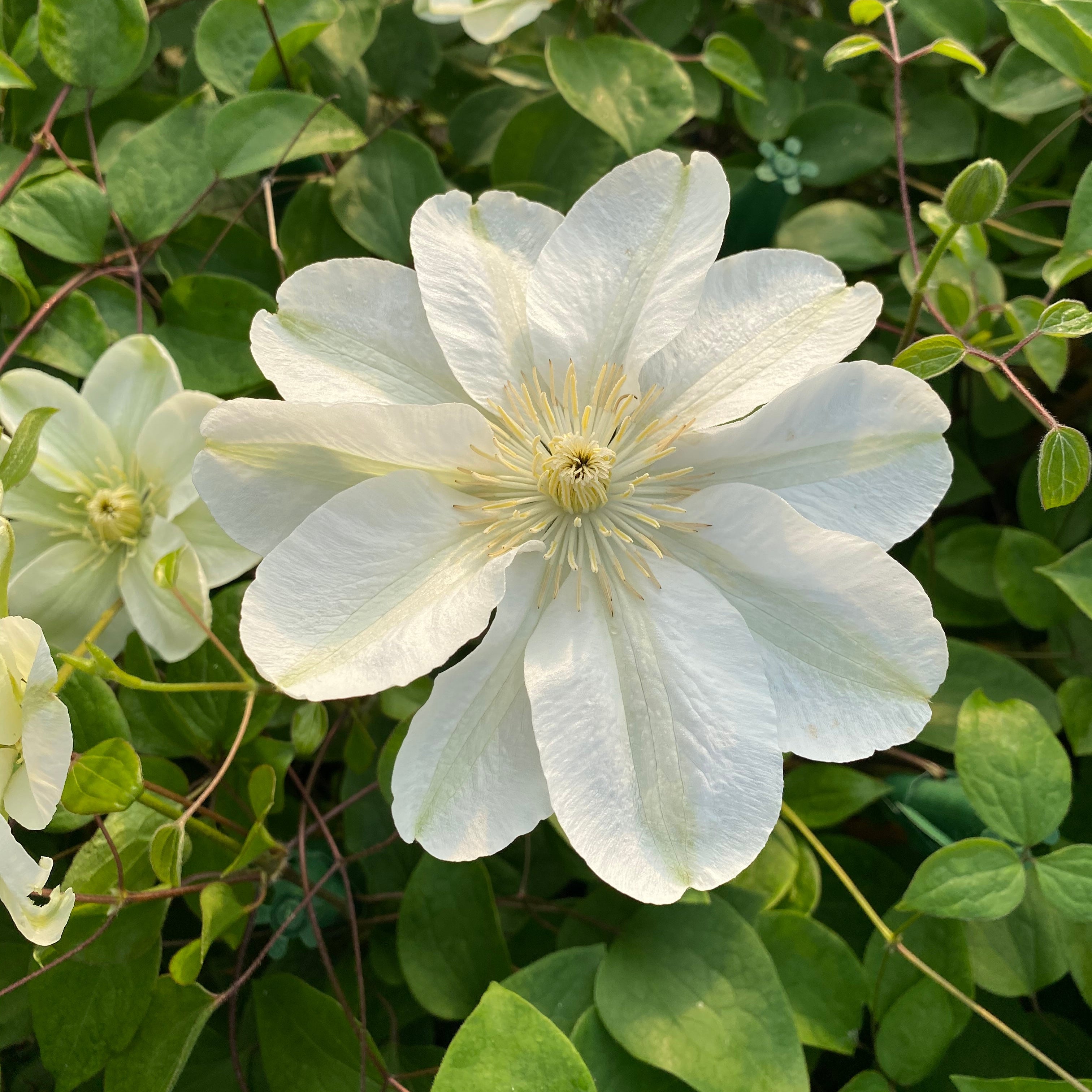フラワーリース✴︎✴︎✴︎ホワイトデージー Clematis 'Guernsey Cream' - Garden Wildlife