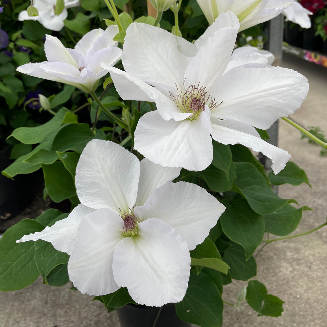 ClematisGuernseyFluteTMEviGsy153_PBR_AJ_2 white flower with small stamens