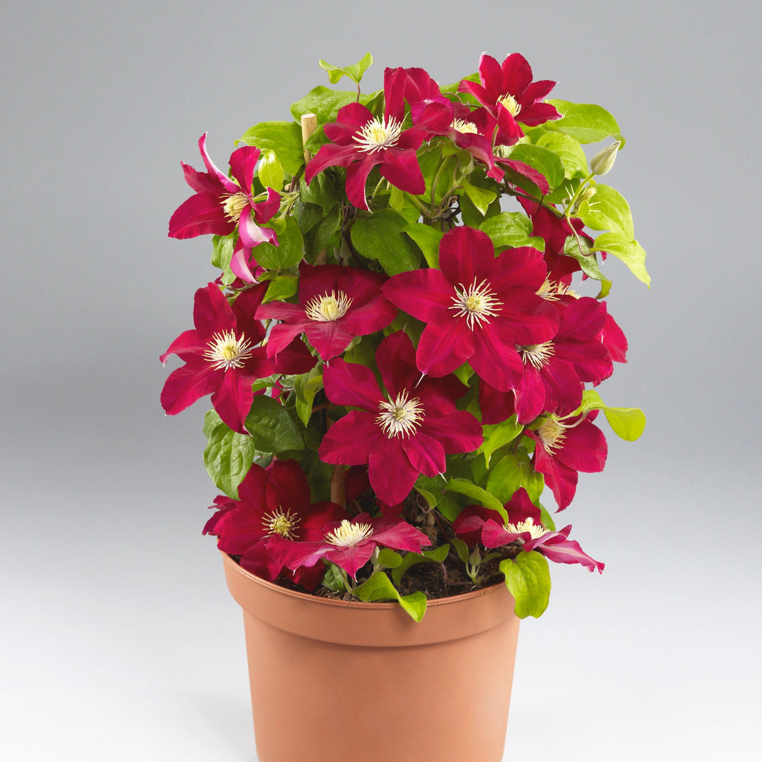 RE Clematis 'Issey' (EVIPO081)