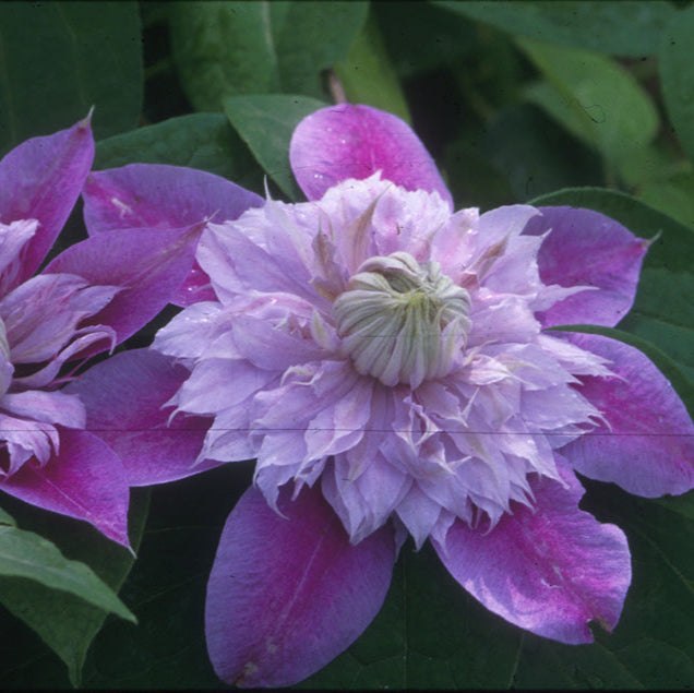 Clematis 'Josephine' (EVIJOHILL)