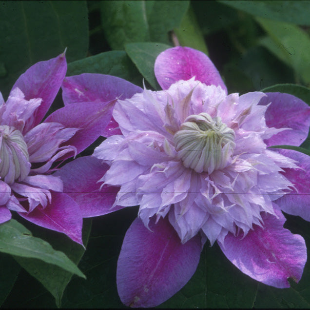 Clematis 'Josephine' (EVIJOHILL)